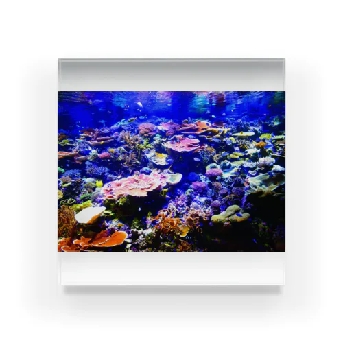 珊瑚の極彩色 Acrylic Block