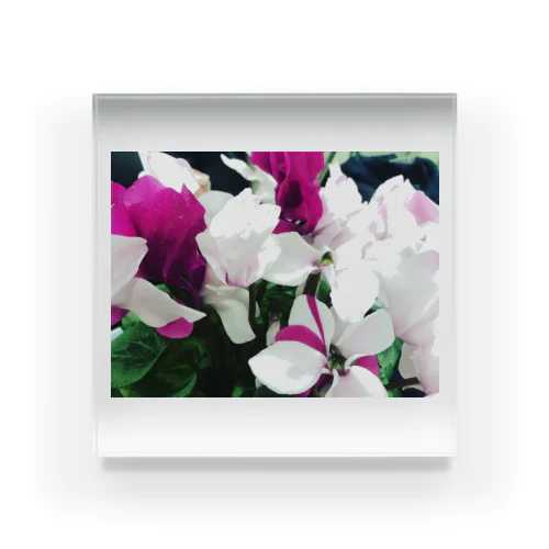 Cyclamen Acrylic Block