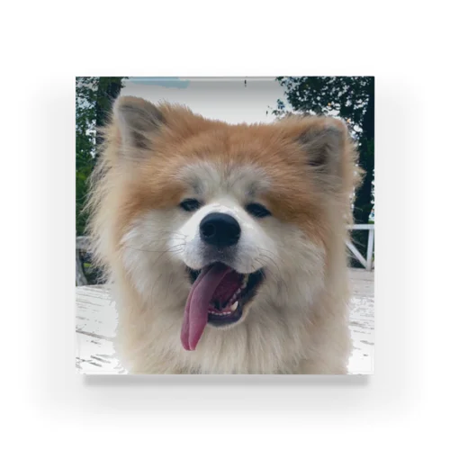 BIG SMILE AKITA Acrylic Block