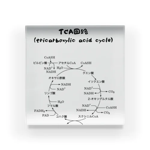 TCA回路 Acrylic Block