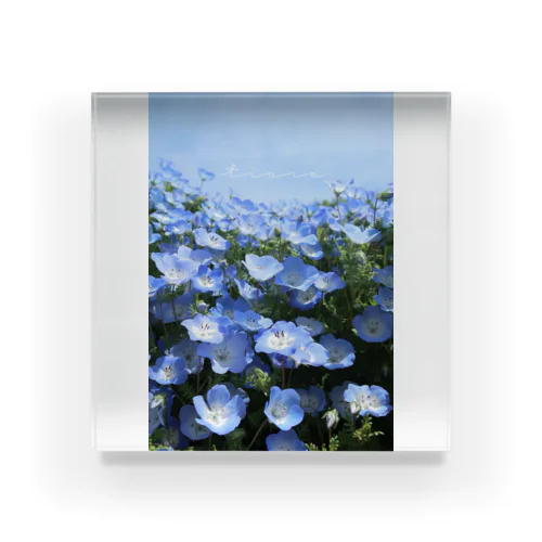 tiare flower Nemophila アクリルブロック