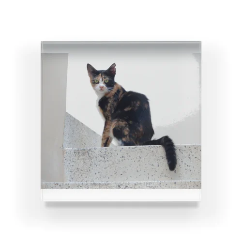 猫好きの聖地、マルタ島の猫さん アクリルブロック