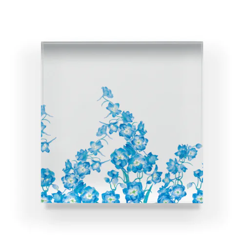 咲き乱れる青い花 デルフィニウム Acrylic Block