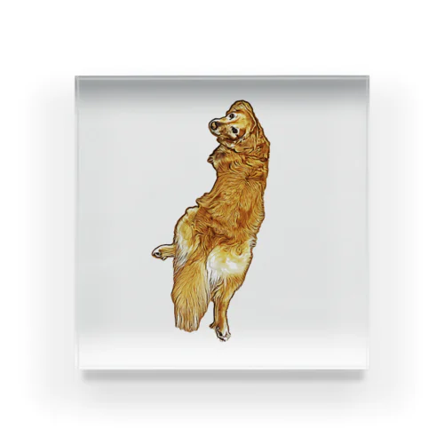 golden retriever Acrylic Block