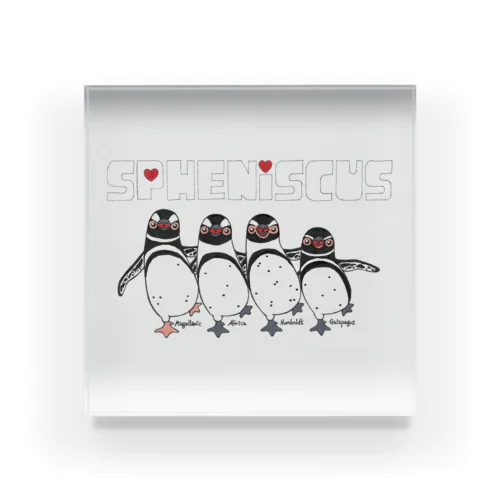 Spheniscus Quartet Acrylic Block