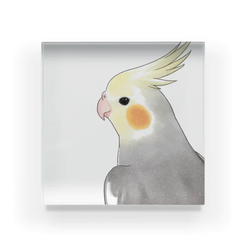 見つめるオカメインコちゃん【まめるりはことり】 Acrylic Block