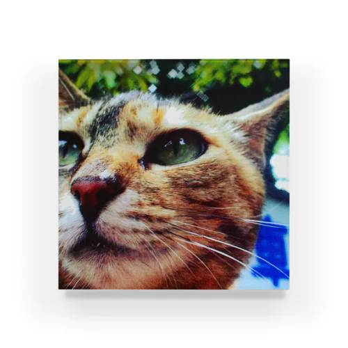 公園猫　 Acrylic Block