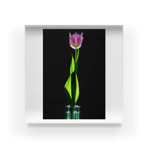 Tulip Design Acrylic Block アクリルブロック