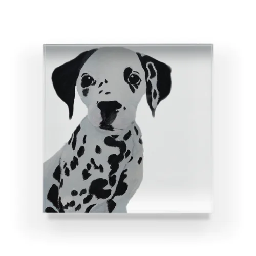 Dalmatian dream Acrylic Block