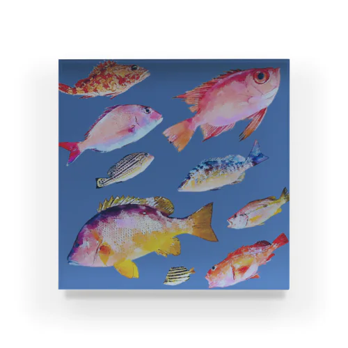 海部の魚 Acrylic Block