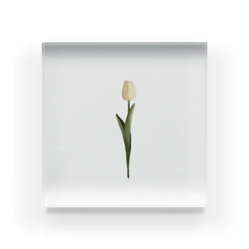 cream tulip Acrylic Block