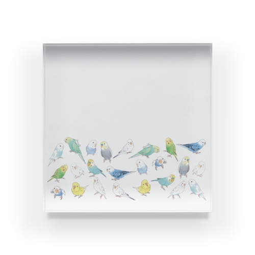 あつまれセキセイインコちゃん【まめるりはことり】 Acrylic Block