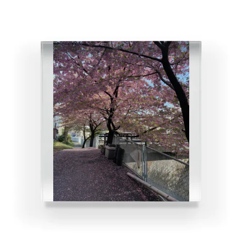 桜の季節 アクリルブロック