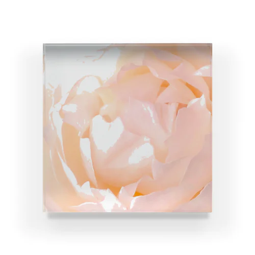 Peony 2 Acrylic Block