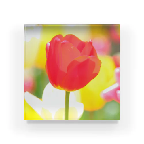 HAPPY TULIP 赤 Acrylic Block