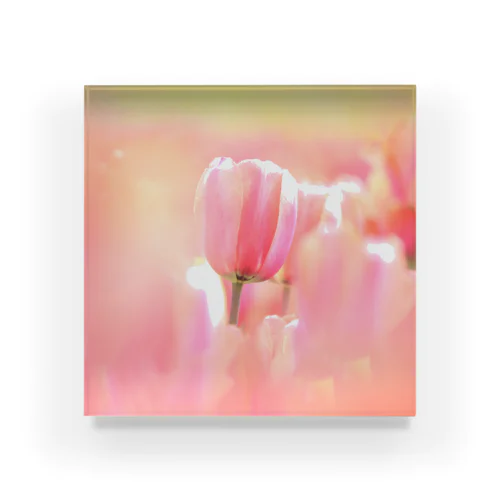 TULIP PINK Acrylic Block