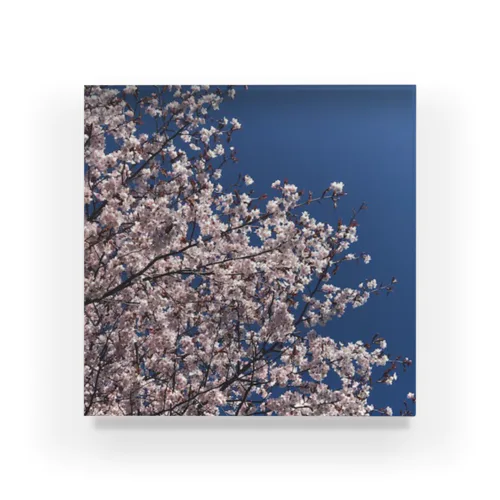 202105120801001　遅咲きの桜 Acrylic Block