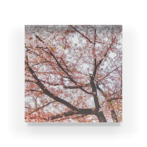 桜咲く Acrylic Block