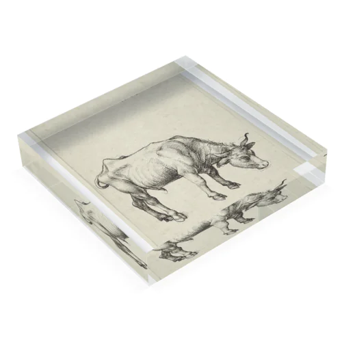 Young Bull, c. 1496, erroneously inscribed in another hand 1508 | Albrecht Dürer Acrylic Block