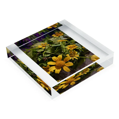 「秋の夜の黄華🌼🌙」の写真 Acrylic Block