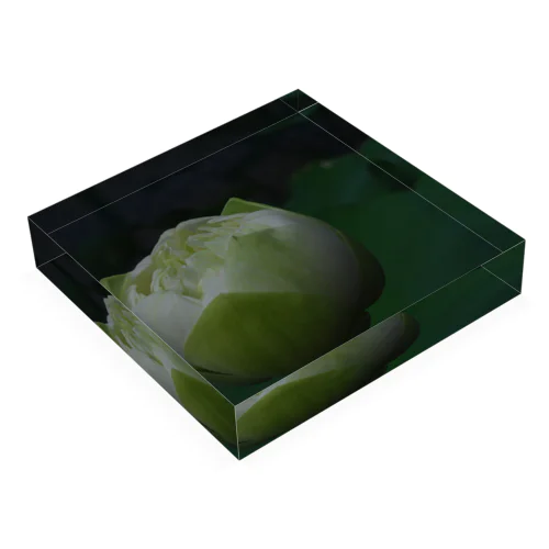 lotus（white bud） Acrylic Block