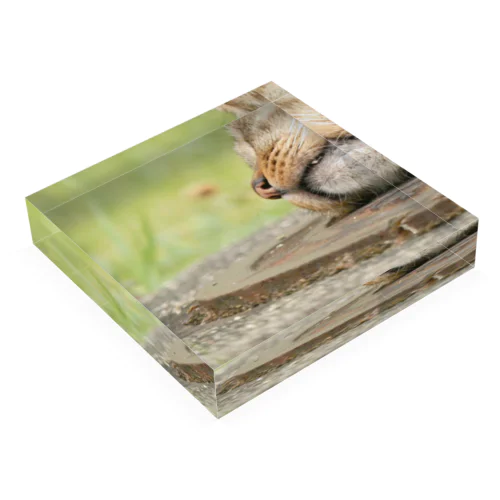 野良猫の口元 Acrylic Block