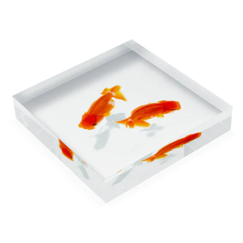 金魚 Acrylic Block