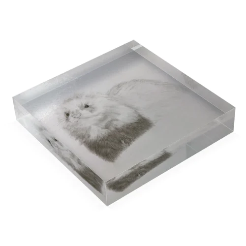 iam FERRET!!angora Acrylic Block