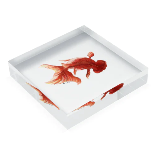 金魚 Acrylic Block