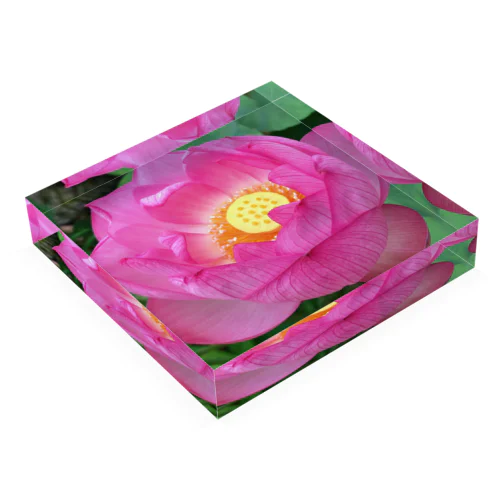 蓮の花 Acrylic Block