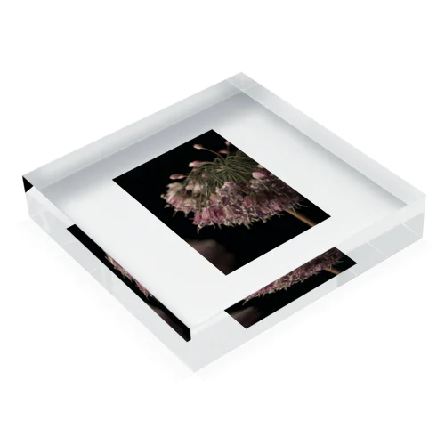 haNAbi Acrylic Block