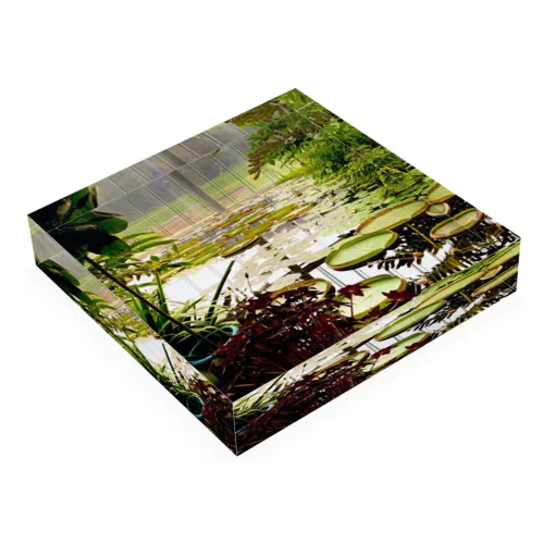 lotus pond Acrylic Block