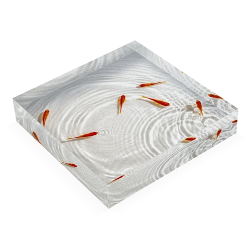 泳ぐ金魚2 Acrylic Block