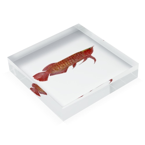 アロワナだぞっ‼️🤩 Acrylic Block