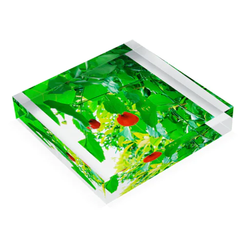 パライソ🌿 Acrylic Block