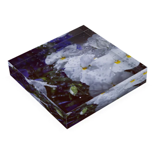 雨の中のお花 Acrylic Block