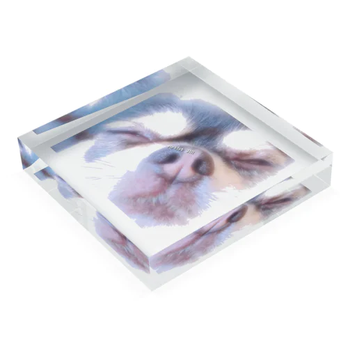 Kiss Me ちわわん Acrylic Block