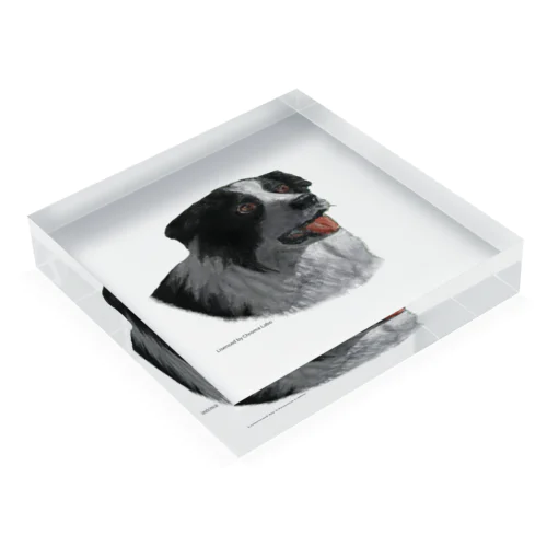 Smart Collie Dog Acrylic Block