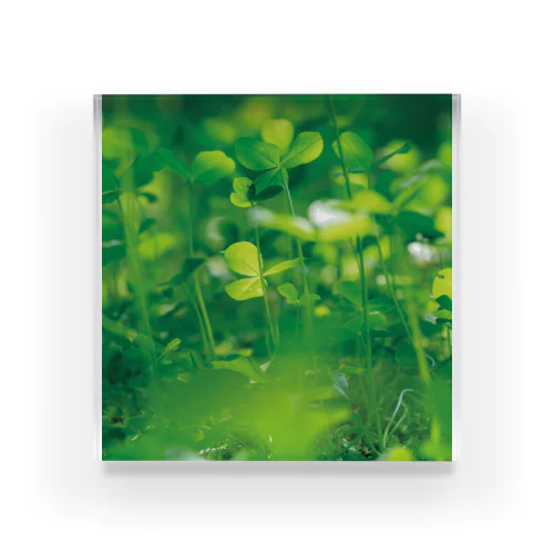 癒しの風景（クローバー） Acrylic Block