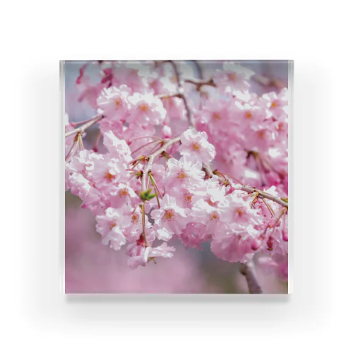 癒しの風景（八重桜） Acrylic Block