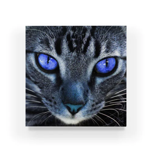 青い猫 アクリルブロック