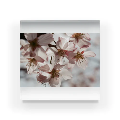 sakura Acrylic Block