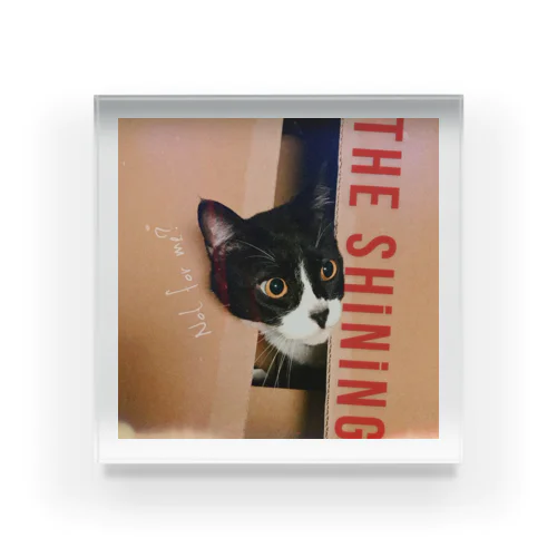 Hachi「THE SHiNiNG」 Acrylic Block