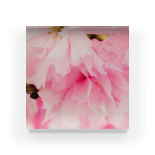 Sakura Acrylic Block