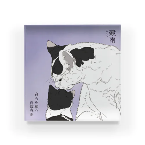 穀雨　雨宿りなハチワレ母仔猫 Acrylic Block