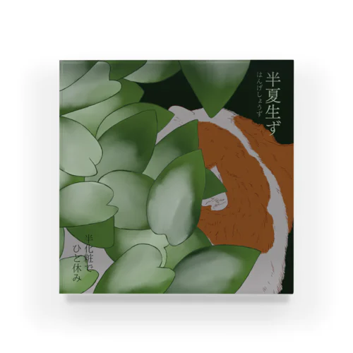 半夏生ず　葉陰で涼む茶白猫 Acrylic Block