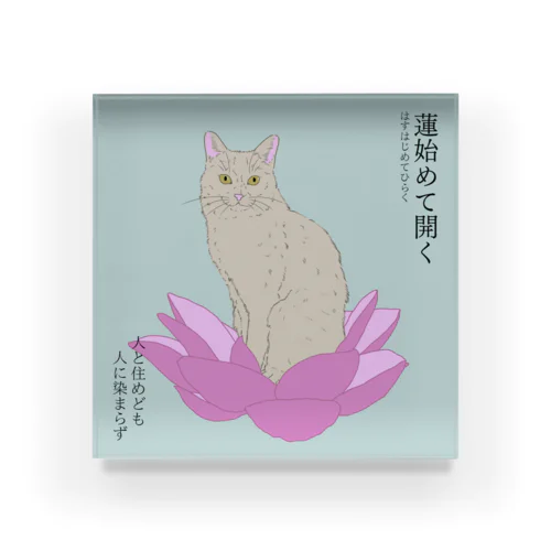 蓮始めて開く　蓮にお座りする白猫  Acrylic Block