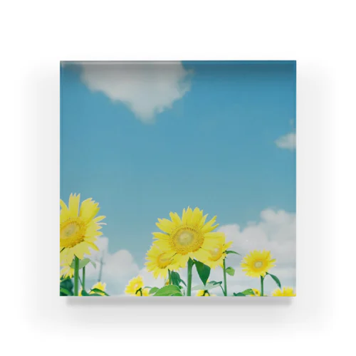 【 summer memory 】 sunny smile sunflowers アクリルブロック