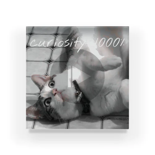 【1000％シリーズ　curiosity cat】 アクリルブロック