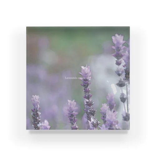 flower photo - lavender アクリルブロック